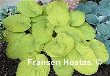 Hosta Divine Light